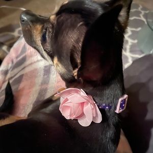 Meet your Posher, Alma